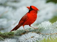 image bg Birds Puzzle